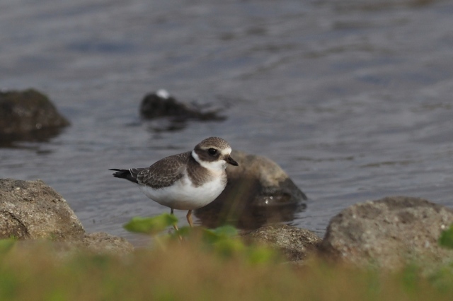 common-ringed-plover-a1