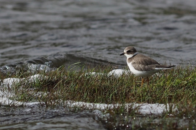 common-ringed-plover-a6