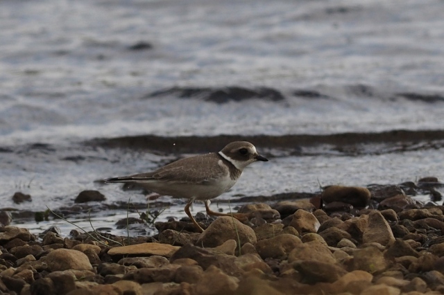 common-ringed-plover-a7