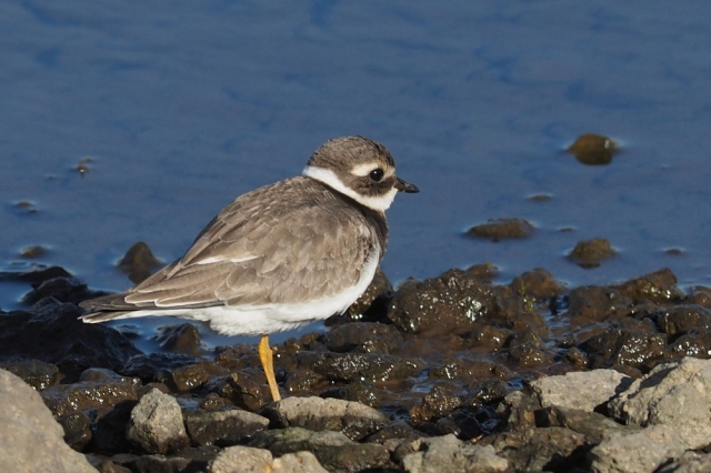 common-ringed-plover-b2