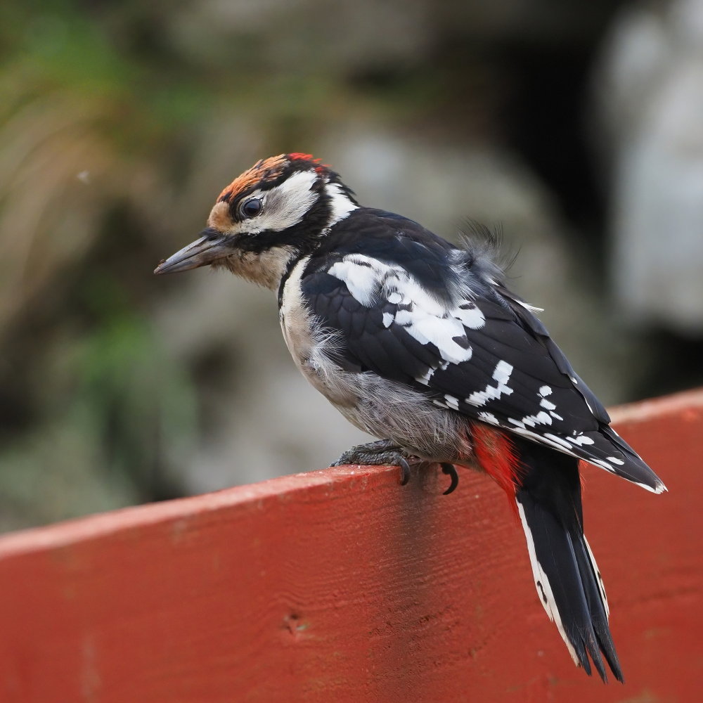 Great Spotted Woodpecker - one of at least 10 birds recorded during the autumn
